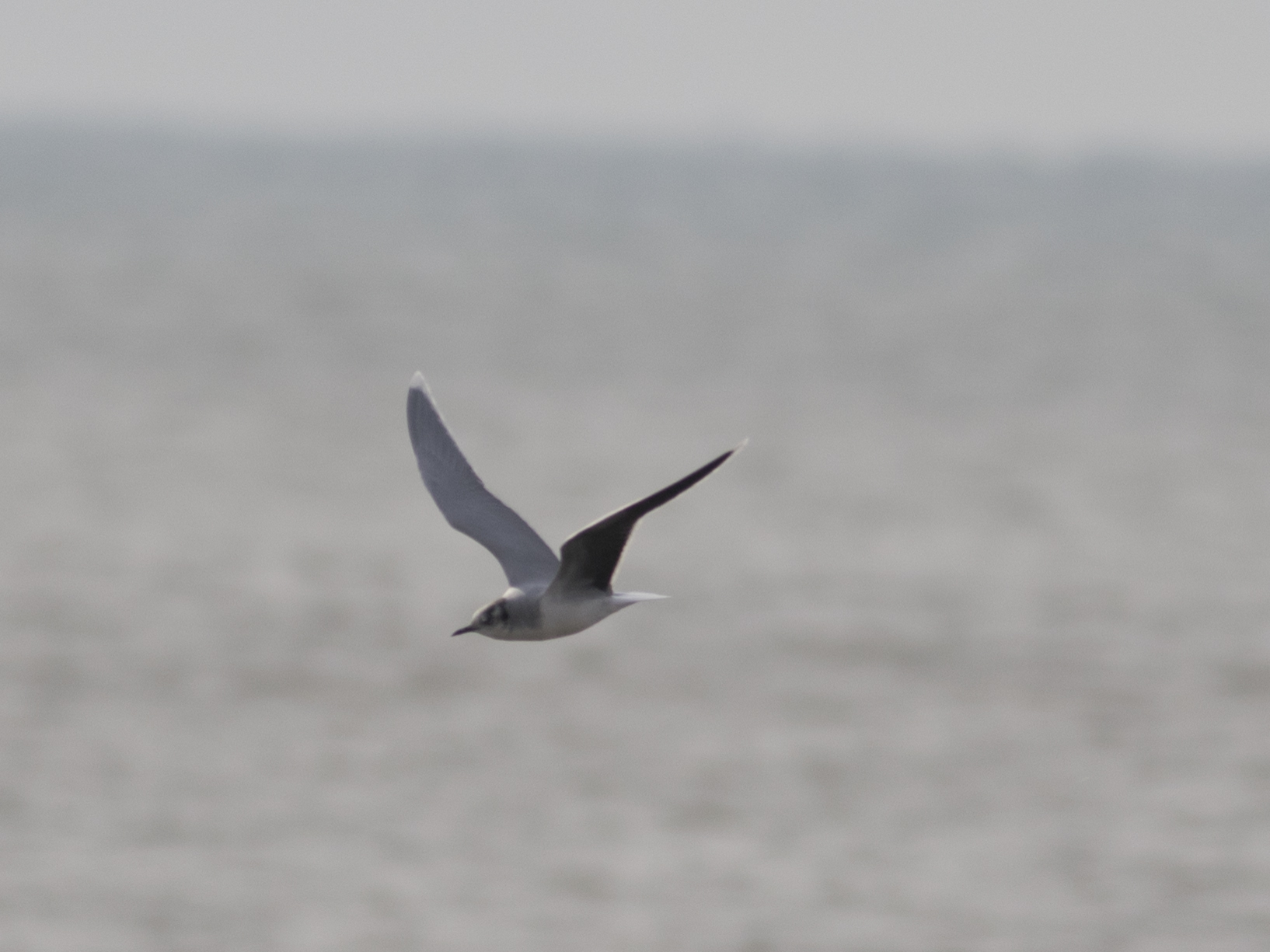 Little Gull